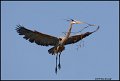 _0SB6859 great-blue heron bring nesting material